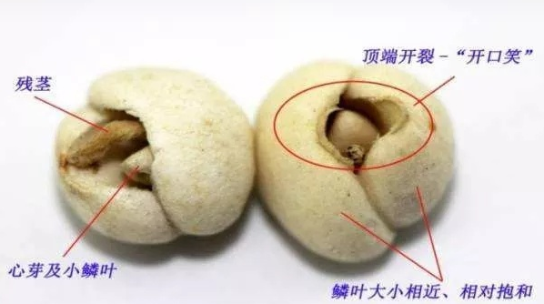 青贝.png